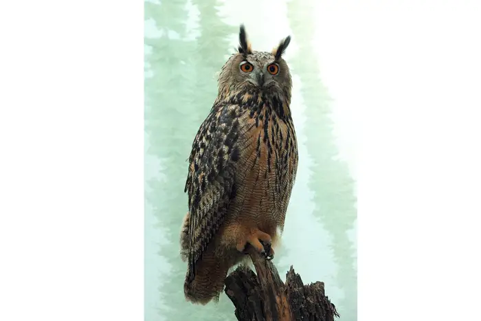 This photo, provided by the Wildlife Conservation Society, shows a Eurasion eagle-owl named Flaco that escaped from New York's Central Park Zoo after someone vandalized its exhibit by cutting through stainless steel mesh, zoo officials said.